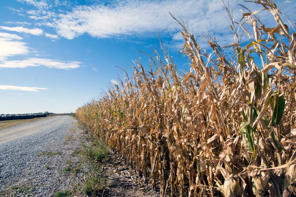 Corn field near Blue Hill, NE